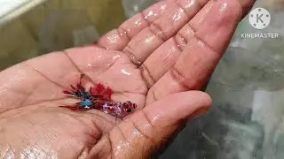 nueva línea de bettas multi color alevines