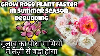 Grow Healthy & Bushy Rose Plants In Summer Season. Save Them From Dying/Drying. #youtube #viral
