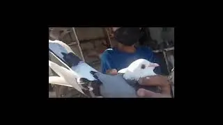 bagong pa inakay at bagong mga giftbird