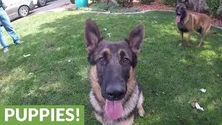 Two playful pups enjoy incredible playtime