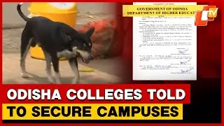 Odisha Higher Education Dept Orders Fencing, Other Measures To Keep Out Stray Dogs And Cattle | OTV