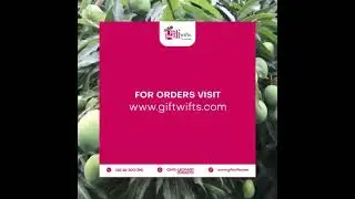 Get ready to taste pure paradise with the luscious White Chaunsa mango at GiftWifts.