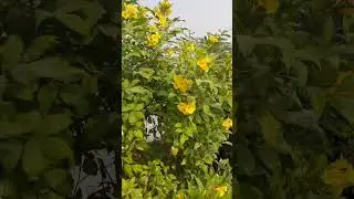 lovely plants
