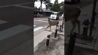 Smart Deer🦌🤓 #shorts #smart #deer #animals #crossingroad #youtubeshorts #watchme #_foryoupage_