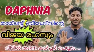 തായ്‌ലന്റ് ബ്രീഡേഴ്സിന്റെ വിജയരഹസ്യം / ഡാഫ്നിയ വീട്ടിൽ കൾച്ചർ ചെയ്യാം / Daphnia Culture Malayalam