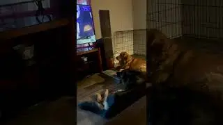 The boys watching their favorite show!