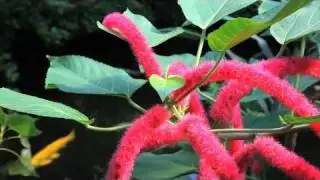 Plants & Blooms | Victoria Butterfly Gardens