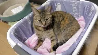 寝床をふみふみして、整えてる猫 くるみ　2025年2月∼3月　ビデオ