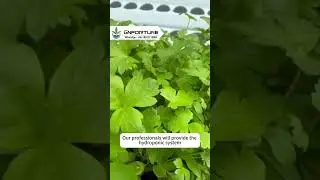 High-Quality NFT Channels! Ideal for Growing Various Leafy Vegetables!