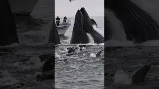 This is why you need to come whale watching on Princess Monterey  #whalewatching #humpbacks