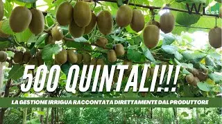 Risultati del monitoraggio con gestione Winet e sonde Sentek su actinidia Zespri G3 - Dario Sciotti