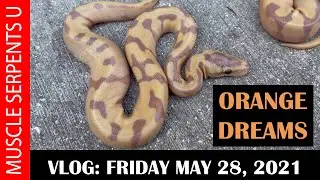 ORANGE DREAM INCREDIBLE!  Plus BURMESE PYTHON HATCHLINGS! 5-28-21