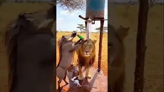 #highlights