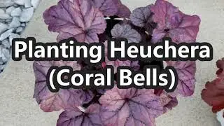 Planting Heuchera (Coral Bells) | Window Basket Planter Update 2020