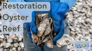 Delaware Center for the Inland Bays Restoration Oyster Reef