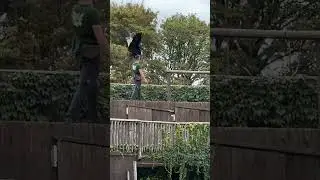 #flightshow #raptor #condor #Geier #Aasfresser #Greifvogel #birds #zoo #amn&eacute;ville #france #shorts