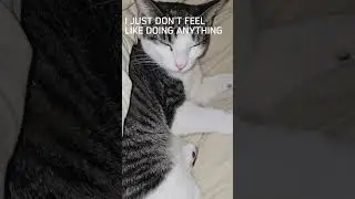Cat Sleep Time#catblogger #cat #cutecats #cute #kitten #kittencuddles #catcute #funny #mycat #kitty