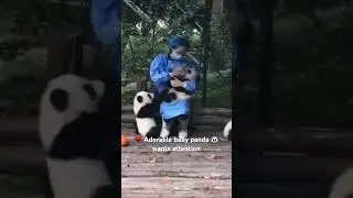 Baby Panda 🐼 #panda #babypanda #cuteanimals #innocent #cute