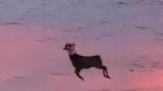 binary_girl - dear how beach hoof leftovers (2002)