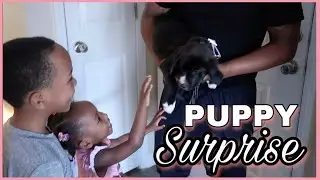 SURPRISE PUPPY | WE ADOPTED A  PUPPY FROM A RESCUE GROUP