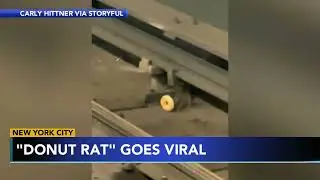 NYC 'donut rat' goes viral