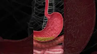 The acid in your Stomach  #anatomy #3dmodel