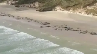 145 whales die on New Zealand beach