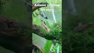 Perfect Algae Eater Amano Shrimp on Moss  #amano #shrimp #aquarium #algaeeater