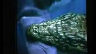Crocodile vs shark