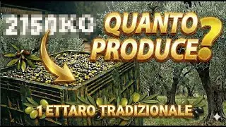 QUANTO PRODUCE 1 ETTARO di ULIVETO TRADIZIONALE? RACCOLTA OLIVE 2025🌿🫒