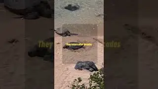 How Sea Turtles Find Their Way Home 🐢 | Nature&rsquo;s GPS