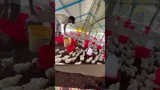 Day 7 #shortsvideo #trending #farmchallenge #farmchallenge #farmingbusiness