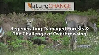 Regenerating Damaged Forests & the Challenge of Overbrowsing