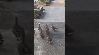 d duck squad// dancing ducks / duck duck #shorts #youtubeshorts #duck #shortsfeed #squad
