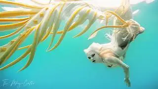 WHITE DRAGON MERMAID SWIMS UNDERWATER (an underwater video of my Braveeer Dragon + Phoenix Tail)
