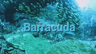 Barracuda | The Fascinating Life of the Barracuda: Nature's Underwater Predator - Wildlife. (HD)