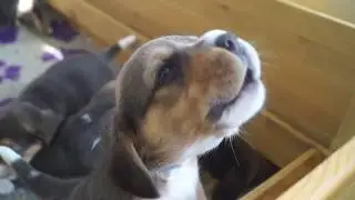 CUTE! 3 weeks old BEAGLE PUPPIES HOWLING