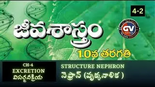 X BIOLOGY -  CH 4-2- NEPHRON-PODCAST