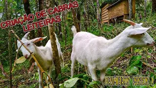 COMEÇANDO NOSSA CRIAÇÃO DE CABRAS LEITEIRAS - PARA PRODUÇÃO DE LEITE E QUEIJO ARTESANAL / Mini Sítio