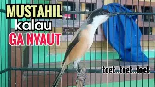 Suara Cendet Gacor TOET TOET biangnya bikin cendet jenis apapun langsung nyaut emosi ikutan bunyi