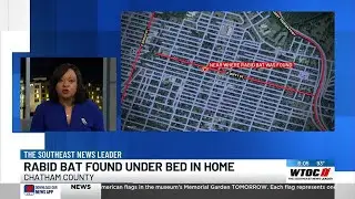 Dead bat found under bed in Savannah home tests positive for rabies