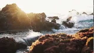 Pexels Videos 1093662