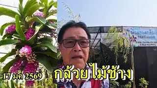 กล้วยไม้ช้างบาน 17 มกราคม 2569,กล้วยไม้สกุลช้าง,อนันต์เข็มทอง#anankemthong #กล้วยไม้สกุลช้าง