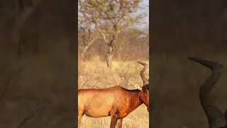 Wildlife video #shorts #ytshorts #viralshorts #wildlife #animal #bird #discovery #bbc