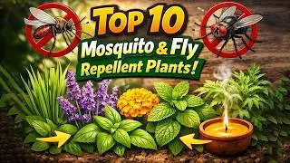 top 10 mosquito and fly repellent plants for your home garden