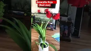Amaryllis Roja, Azucena, Lirios