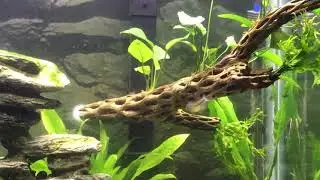 Red shiners spawning (Cyprinella lutrensis)
