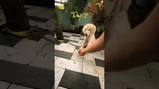 Day 01 of Teaching My Golden Retriever &ldquo;Down&rdquo; Command | Scooby's First Training Success 🐾