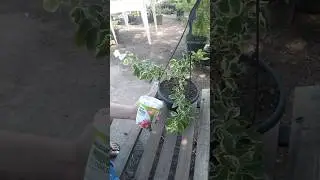 Como adubar suas 3 Marias flores com certeza