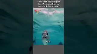 Detik detik Menegangkan Ikan Pemangsa Burung Beraksi di Permukaan,#shorts #faktaunik #naturalfeel559